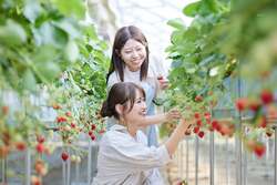 「食べる宝石「ミガキいちご」が食べ放題！山元町でいちご狩りスタート　巨大パフェも！」の写真