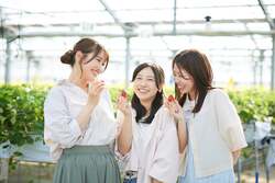 「食べる宝石「ミガキいちご」が食べ放題！山元町でいちご狩りスタート　巨大パフェも！」の写真