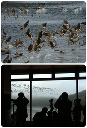 ガンの飛び立ちを見よう！