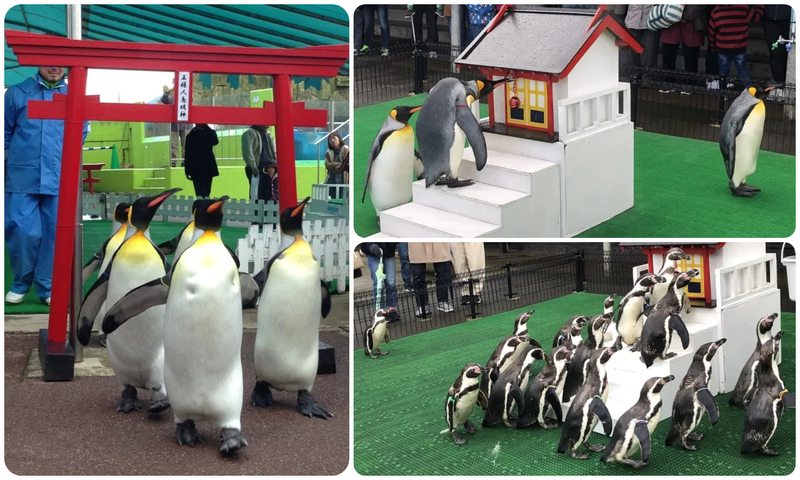 ペンギンの初詣！！