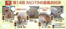 第14回 カピバラの長風呂対決