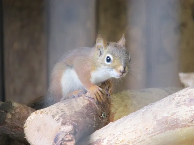 【関東】入園無料の動物園12選｜1日格安で遊べる＆ふれあいも楽しめるの12枚目の写真