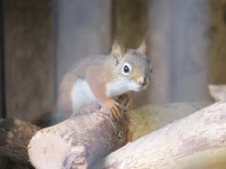 「【関東】入園無料の動物園12選｜1日格安で遊べる＆ふれあいも楽しめる」の写真