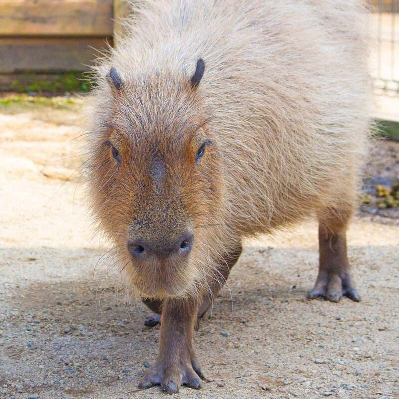 那須代表のこはる
