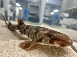 「アナゴが恵方巻に大変身！　仙台うみの杜水族館で「コイに豆まき」体験や限定グッズも」の写真