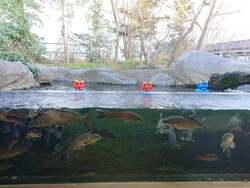 「アナゴが恵方巻に大変身！　仙台うみの杜水族館で「コイに豆まき」体験や限定グッズも」の写真