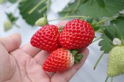 「入手困難なプレミアムいちご"あまりん"の限定メニュー登場　埼玉のおふろcafeでフェア」の写真