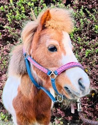 そごう大宮店 新春イベント