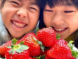 令和7年度 さんむ苺まつり