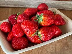 無料サンプリング品種イメージ