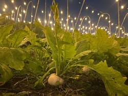 「【京都】夜の畑で京野菜を収穫！星空鍋や月面VRも楽しめる宇宙体験イベントが開催」の写真