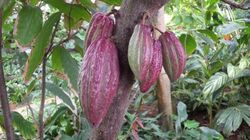 カカオの実