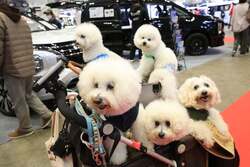 ペットとの入場OK