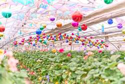 「オズの魔法使いの世界でいちご狩り　関東最大級のバラのテーマパークで限定イベント」の写真