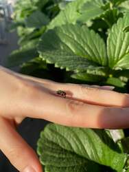 「オズの魔法使いの世界でいちご狩り　関東最大級のバラのテーマパークで限定イベント」の写真