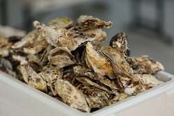 「蟹味噌プレゼントも！厳選牡蠣が楽しめる海鮮小屋、イオンモール大垣に新オープン」の写真