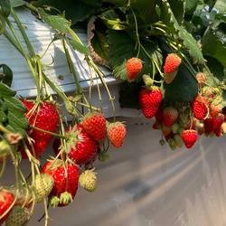 「【2026横浜市】最寄駅から徒歩10分以内！電車で行けるいちご狩りスポット3選」の写真