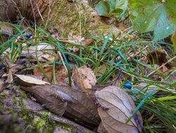 冬の生きものは隠れ上手!?冬越しの生きものを観察しよう！