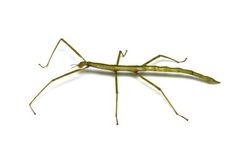 虫タッチ／写真はイメージ