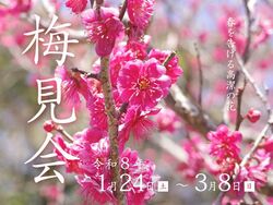 須磨離宮公園 梅見会