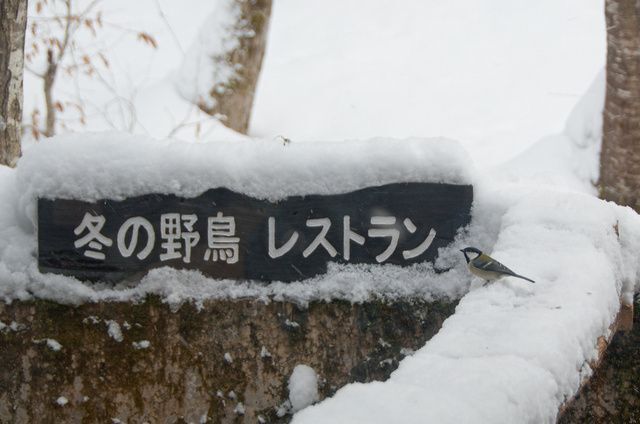 冬の野鳥レストラン