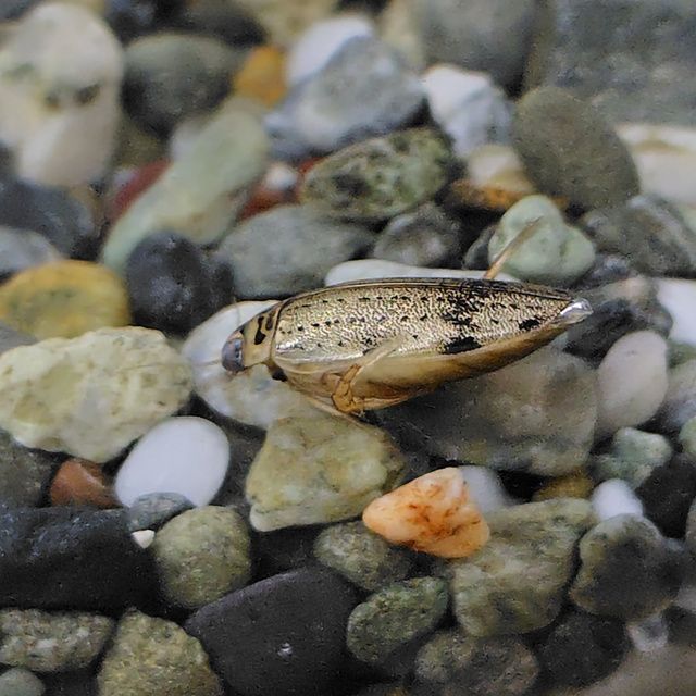 ファーブル伊藤の昆虫展 〜ボクの好きな虫たち〜