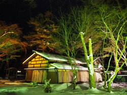 雪ざくら「ライトアップ」2026