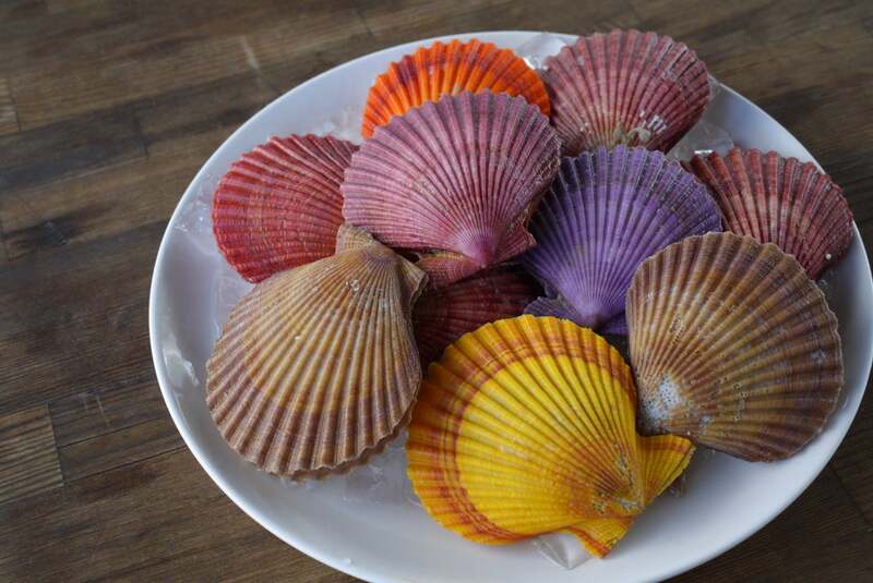 最早名物！？カラフル美味しい緋扇貝