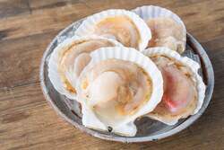 ホタテは老若男女に大人気！