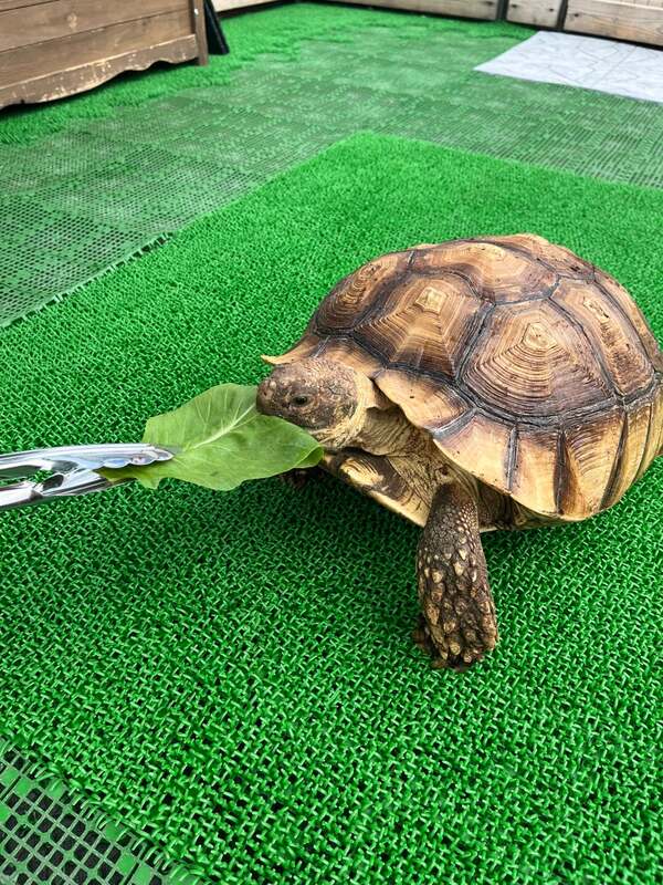 リクガメ餌やり(チケット1枚)