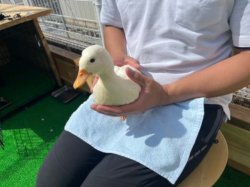 コールダック(チケット1枚で餌やり、3枚で写真撮影できる抱っこ[スタッフ同伴、時間指定あり])