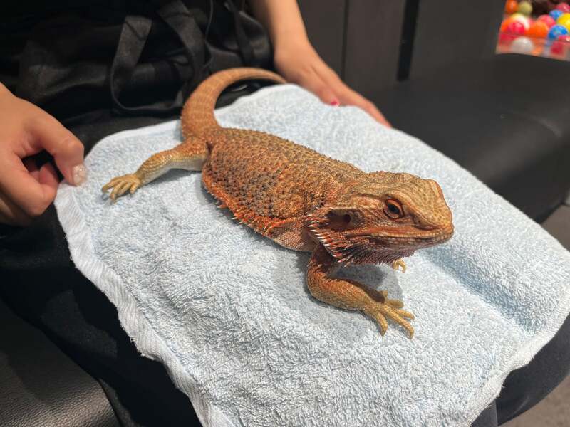 フトアゴ餌やり(トカゲ)(チケット1枚)