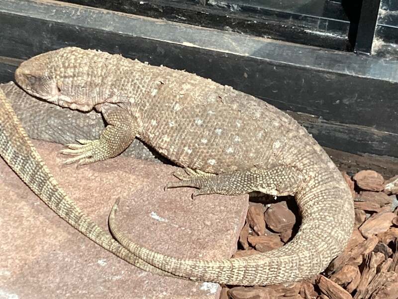 サバンナモニター餌やり(チケット1枚)