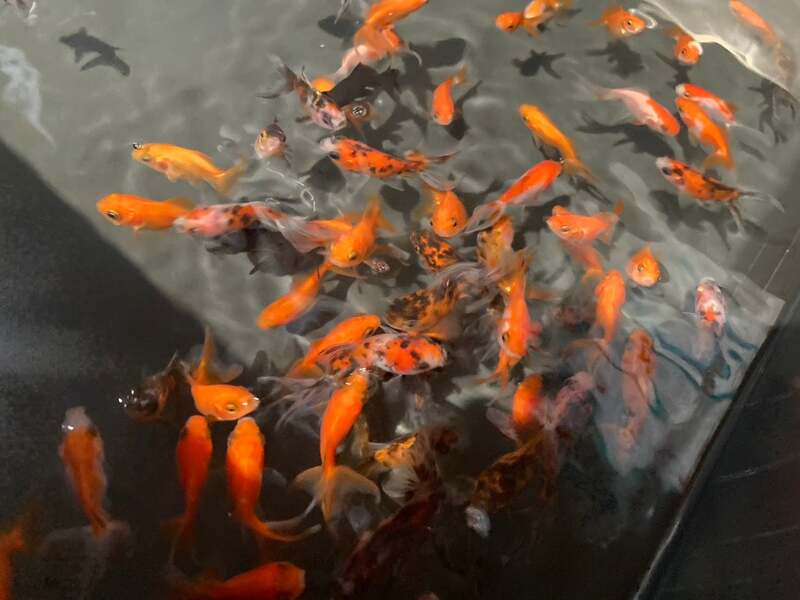 金魚すくい(チケット1枚で遊ぶだけ、2枚で1匹のみ持ち帰り可能)