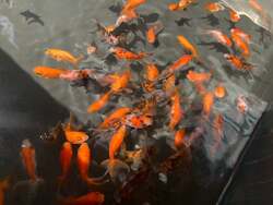 金魚すくい(チケット1枚で遊ぶだけ、2枚で1匹のみ持ち帰り可能)