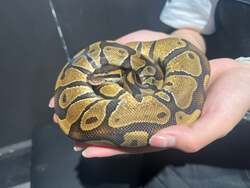 ボールパイソン手乗せ体験(チケット2枚)