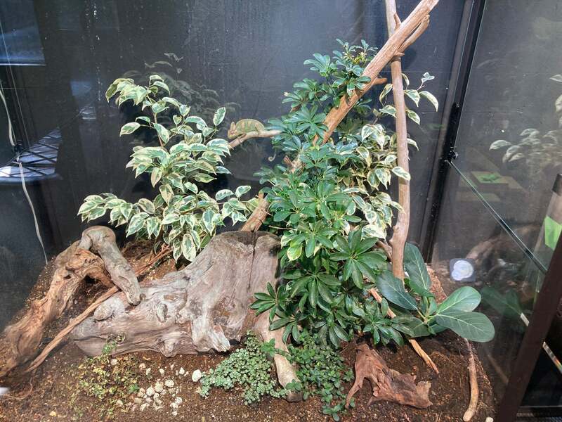 ビバリウム(写真はイメージです)