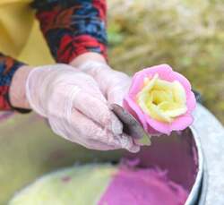 秋田のババヘラアイス