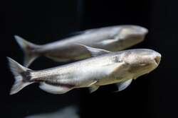 アマゾン川に生息するカンディル