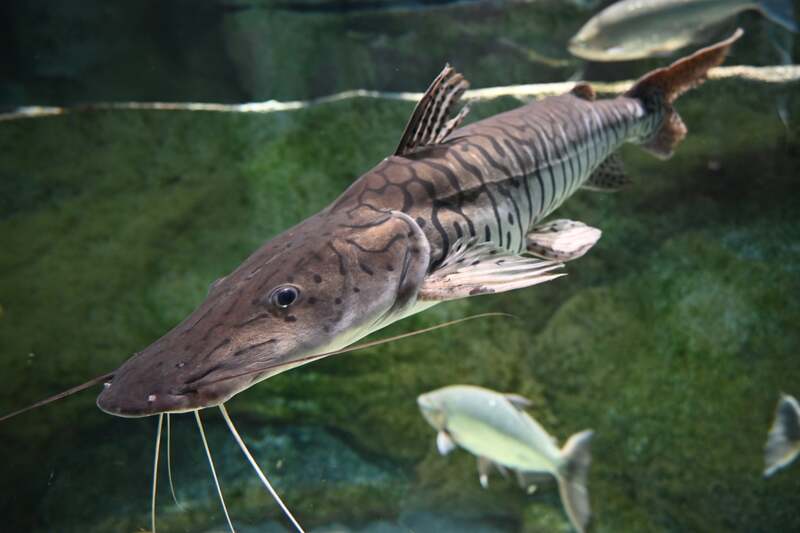 タイガーショベルノーズキャットフィッシュ