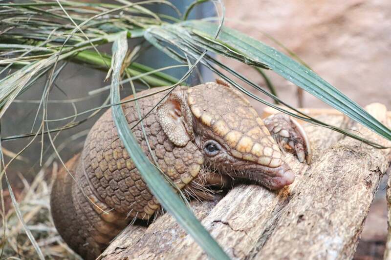 マタコミツオビアルマジロ
