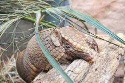 マタコミツオビアルマジロ