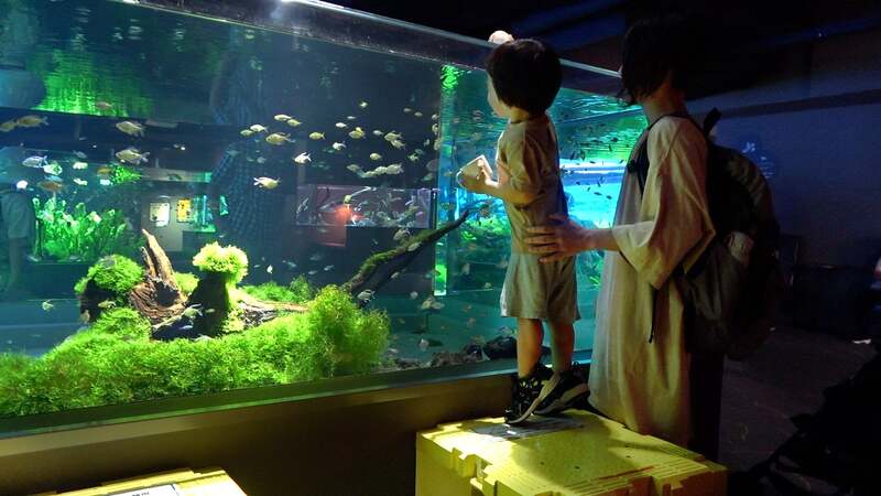 踏み台でエサやりも楽しめます