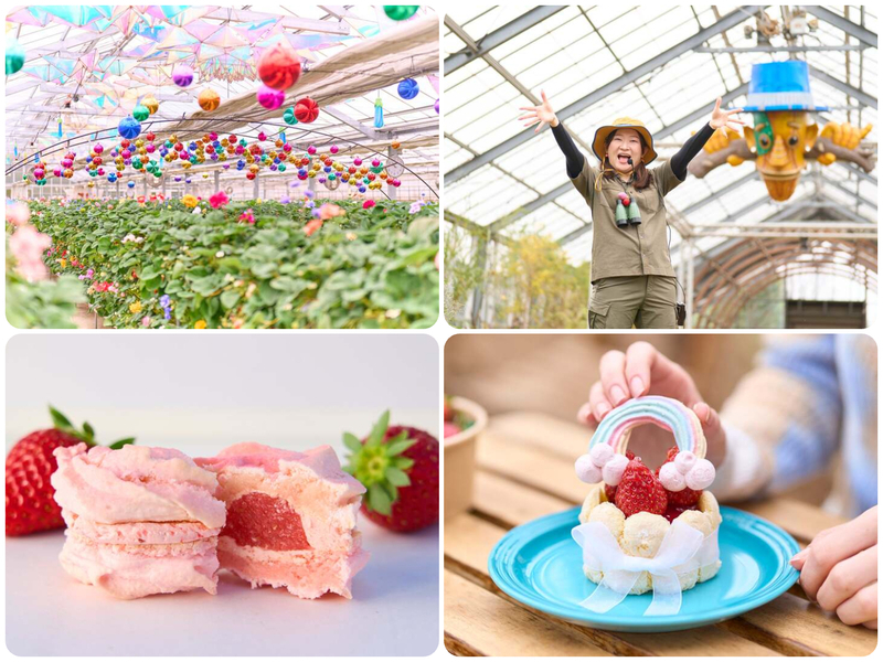 オズの国のストロベリーハント