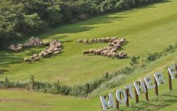 ひつじの大行進〜午年編〜（マザー牧場）