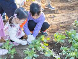 「春の家族旅をお得に！幼児無料の農園リゾート　収穫体験や温泉、旬のいちご狩りも♪」の写真