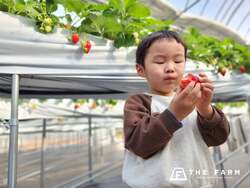 「春の家族旅をお得に！幼児無料の農園リゾート　収穫体験や温泉、旬のいちご狩りも♪」の写真