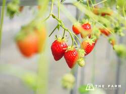 「春の家族旅をお得に！幼児無料の農園リゾート　収穫体験や温泉、旬のいちご狩りも♪」の写真