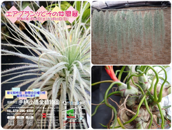 エアプランツとその仲間展