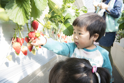 「【2026】横浜市の「多品種食べ比べ」OKのいちご狩りスポット4選　最大12種類も！」の写真
